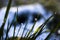 Close up, macro of dew drops on blades of fresh grass, morning rays of sun, water saving and green concept, save planet, blurred