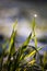 Close up, macro of dew drops on blades of fresh grass, morning rays of sun, water saving and green concept, save planet, blurred