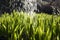 Close up, macro of dew drops on blades of fresh grass, morning rays of sun, water saving and green concept, save planet, blurred