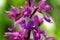 Close up macro of an Early purple orchid