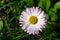 Close up macro of English lawn daisy