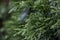 Close Up Macro Evergreen Tree