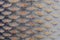 Close up macro fish skin detail texture background.