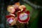 Close-up macro of flower and fruit of Cannonball tree