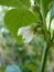 Close Up Macro of Flower of Pepper Capsicum