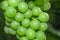 Close-up of macro grapes