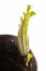 Close up macro growing green sprouts seedlings on black radish root vegetable