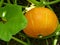 Close Up Macro of Hokkaido Pumpkin Squash