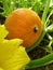 Close Up Macro of Hokkaido Pumpkin Squash and Flower