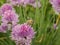 Close up macro of a honey bee flying away from a flower