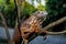 Close up-macro  iguana reptile animal low angle shoot