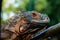 Close up-macro  iguana reptile animal low angle shoot