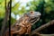 Close up-macro  iguana reptile animal low angle shoot