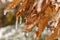 Close up macro image of a brown white oak leaf quercus alba covered with ice on a cold winter day.