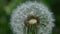 Close up macro image of dandelion seed heads with delicate lace-like patterns. Detail shot of closed bud of a dandelion