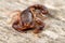 Close up macro image of devil scorpion (Vaejovis carolinianus)