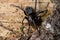 Close up macro image of ground spider on the bark tree