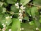 Close up macro image of honey bee on alluring flower