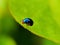 Close up macro insect on green leaves background