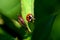 Close up macro insect ladybugs