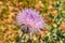 Close up macro of Isolated Beautiful Pink Texas Thistle bloom Cirsium texanum