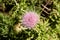Close up macro of Isolated Beautiful Pink Texas Thistle bloom Cirsium texanum