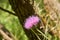 Close up macro of Isolated Beautiful Pink Texas Thistle bloom Cirsium texanum