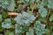 Close-up Macro of Leaves on Henbit Lamium amplexicaule Plant in Texas.