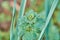 Close-up Macro of Leaves on Henbit Lamium amplexicaule Plant in Texas