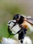 Close up macro lens bee on the flowers with blured background