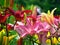 Close-up (macro) of a lily bush of different colors, yellow, red, pink, in the sunlight