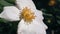 Close-up, Macro, Little Moss Creeps On Flower And Collects Nectar