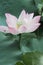 close up of a Macro Lotus flower, summer flower