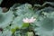 close up of a Macro Lotus flower, summer flower