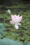 close up of a Macro Lotus flower, summer flower