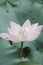 close up of a Macro Lotus flower, summer flower