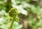 Close up macro male fern Dryopteris filix-mas leaves spiral in