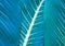 Close-up macro nature exotic blue green leave texture tropical Jungle plant dieffenbachia in dark background.Curve leaf floral