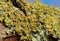Close Up Macro of Orange Lichen Xanthoria parietina - UK