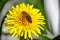 Close up macro photo of a bee on yellow flower dandelion