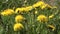 Close up macro photo of a bee on yellow flower dandelion