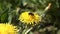 Close up macro photo of a bee on yellow flower dandelion