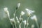 Close-up macro photo of a mouse-ear chickweed Cerastium flower