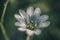 Close-up macro photo of a mouse-ear chickweed Cerastium flower against blurred, natural green background