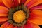 Close up macro photo of a orange Gazania daisy flower