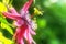 Close-up macro photo of a pink passion flower