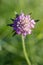 Close-up macro photo of a Scabious flower with water drops