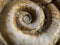 Close up macro photo shell of a large Planorbarius corneus or great ramshorn