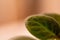 Close up macro photo of a violet leaf