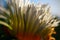 Close up  or macro photo of white Gazania flower